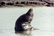 Picture 'Eq1_09_33 Galapagos Sea Lion, Galapagos, Fernandina, Punta Espinosa'